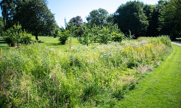 long grass and wildflowers on Sutton Lawn 