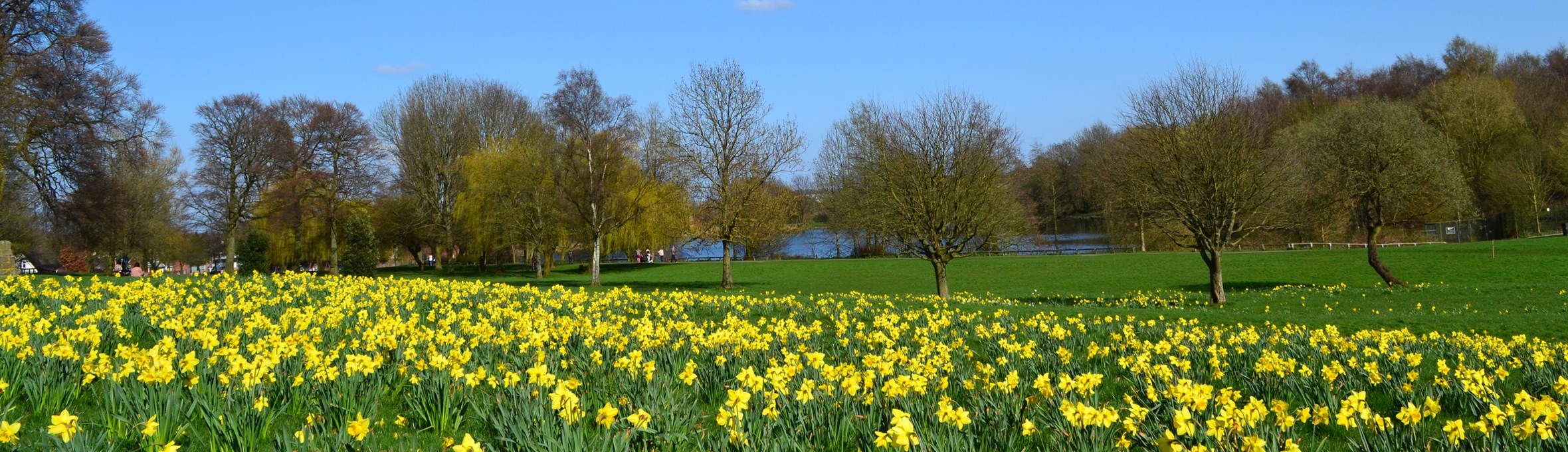 Daffodils, trees and blue sky with lake just showing in background