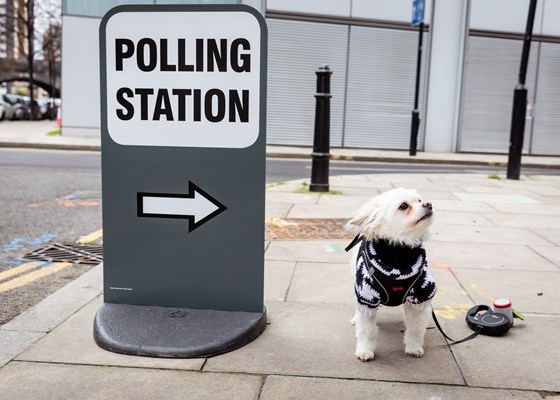 Dog At Polling Station