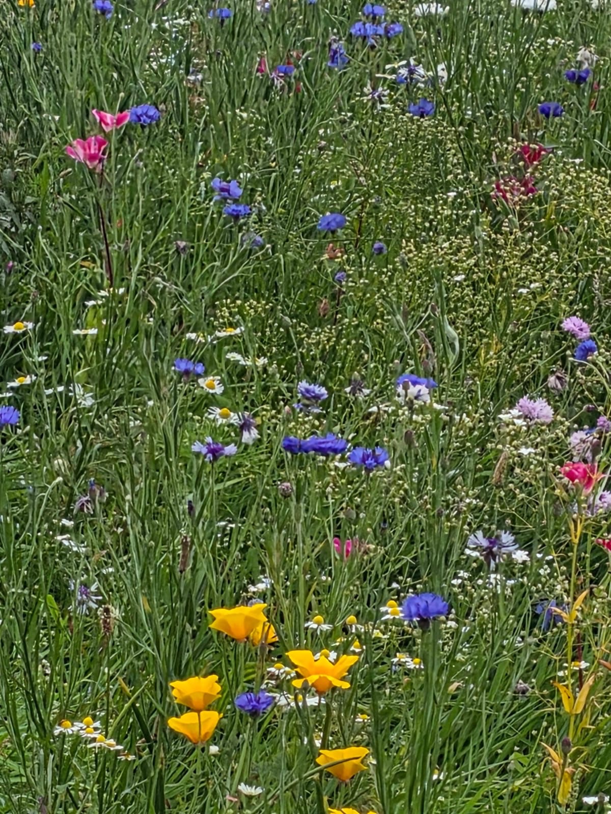 Wildflowers