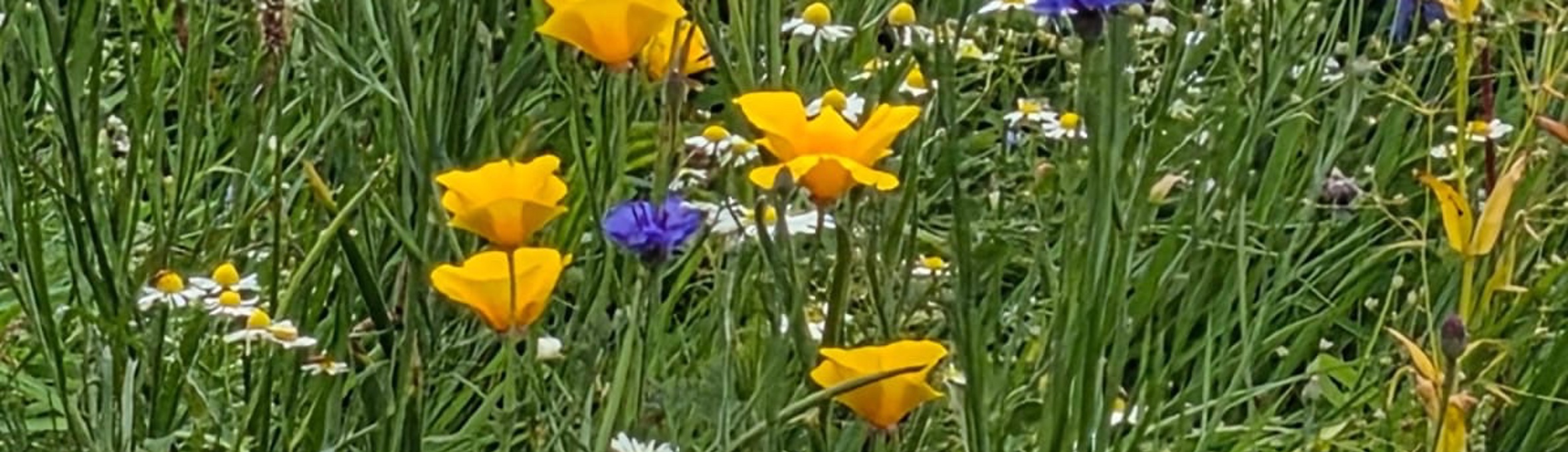 Wildflowers