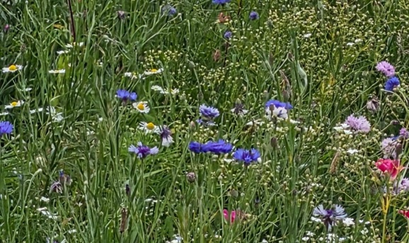 Wildflowers