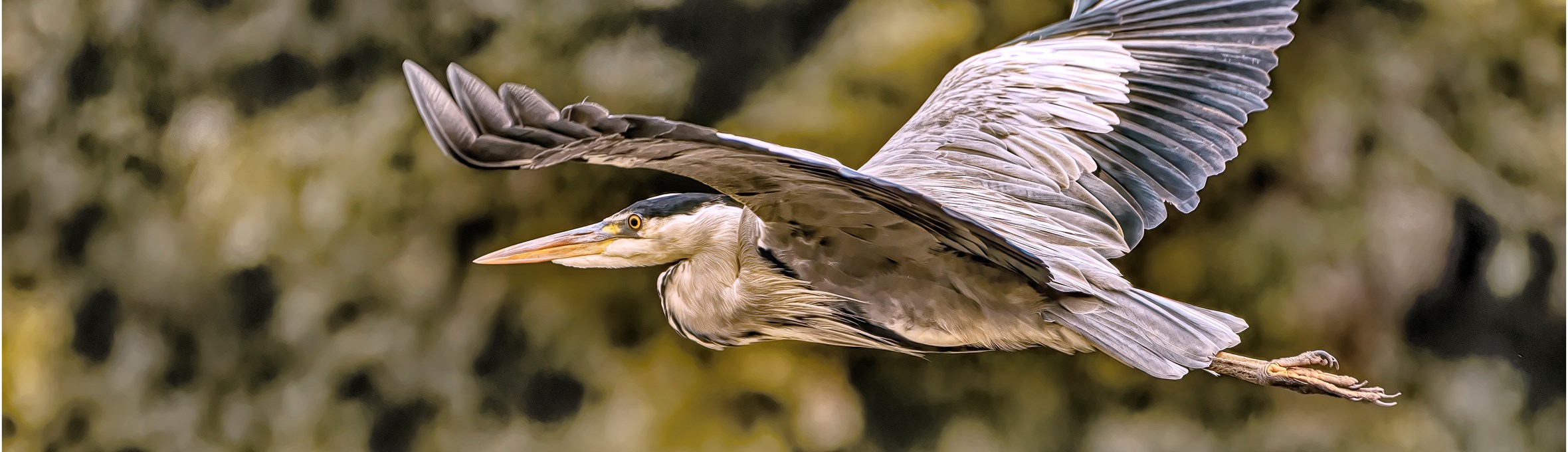 Heron in flight