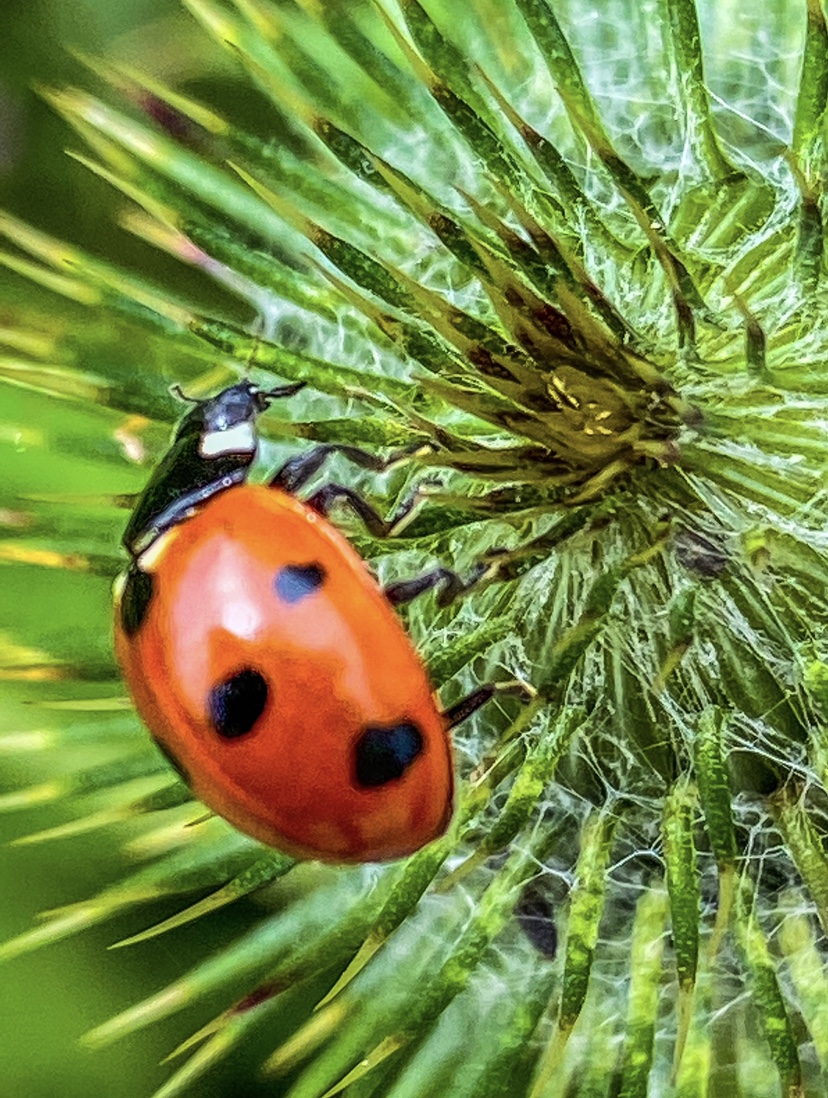 Ladybird on a thistle