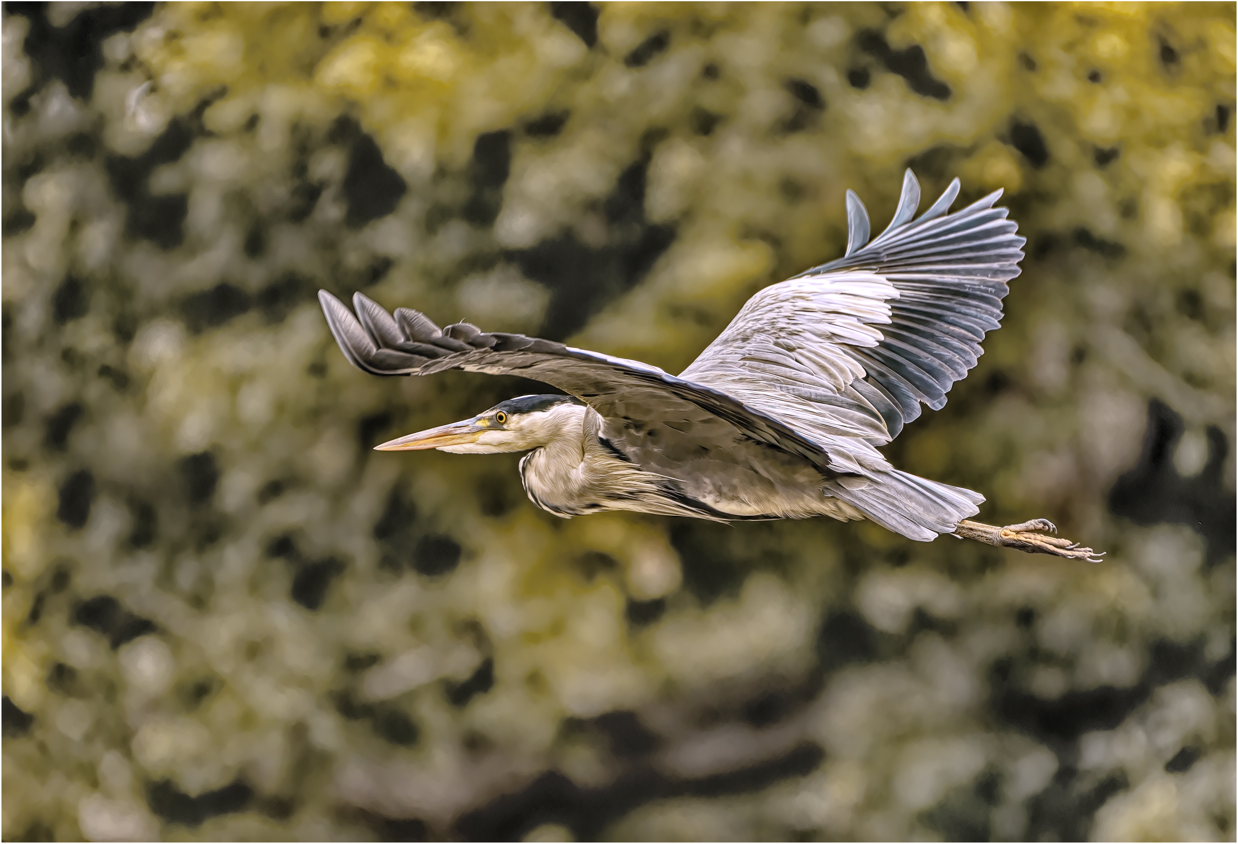 Heron in flight