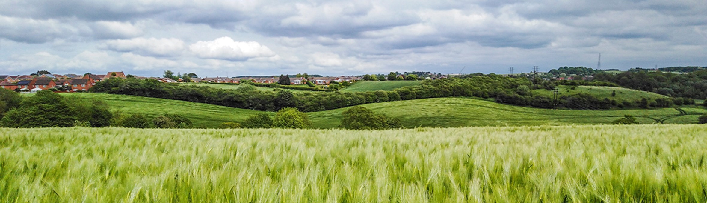 View across wheat field to village in distance under grey clouds