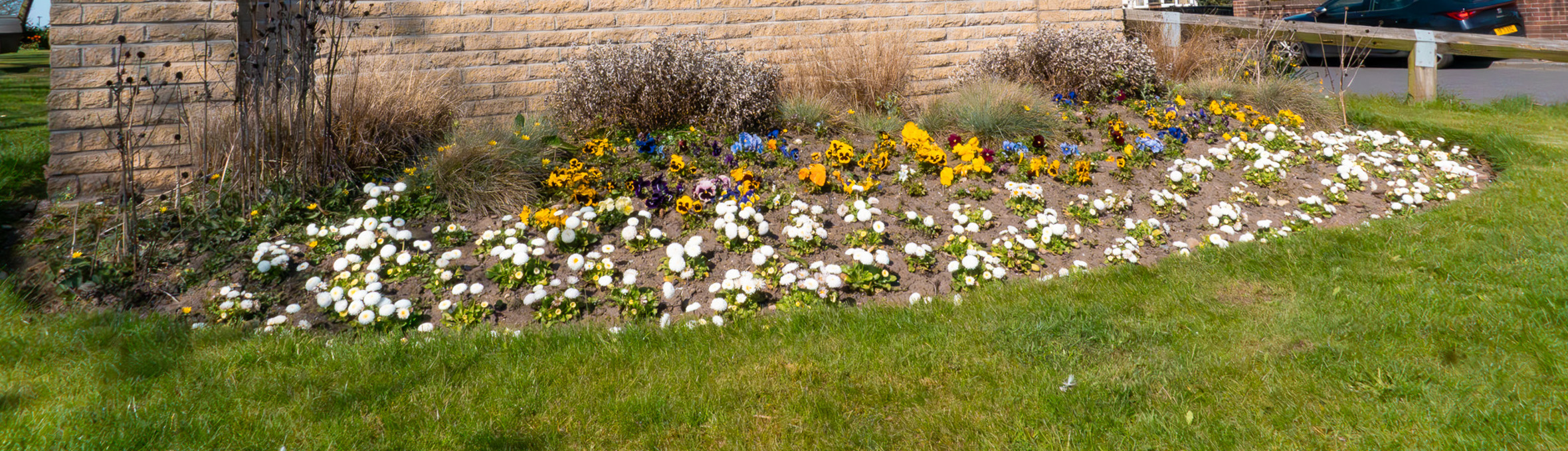 No Mow May Sutton Lawn