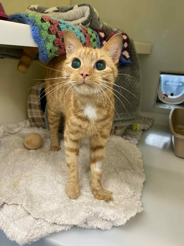 Gingernut was one of the cats rescued from the house in Sutton