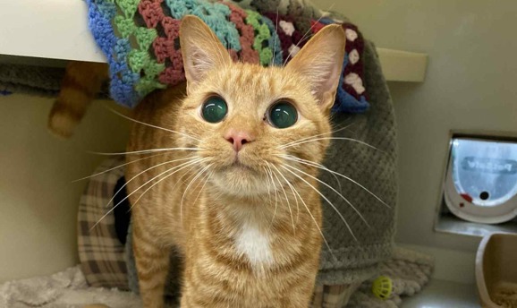 Gingernut was one of the cats rescued from the house in Sutton