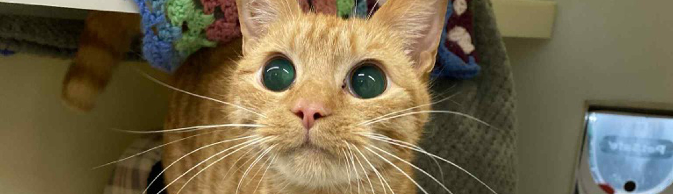 Gingernut was one of the cats rescued from the house in Sutton